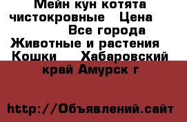 Мейн-кун котята чистокровные › Цена ­ 25 000 - Все города Животные и растения » Кошки   . Хабаровский край,Амурск г.